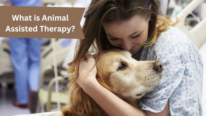 What is Animal Assisted Therapy?